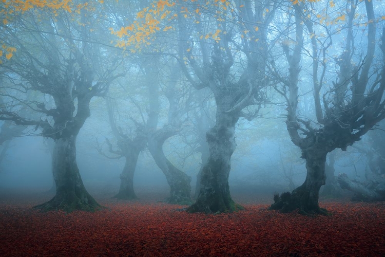 Picture of POSING IN THE MIST