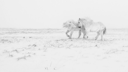 Picture of HORSE DANCE