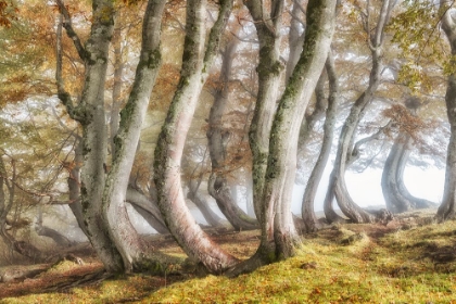 Picture of BLEEDING BEECH TRUNKS