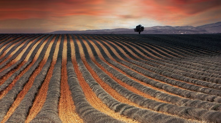 Picture of BRUSH LAVENDER