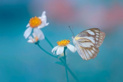 Picture of BUTTERFLY