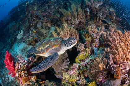 Picture of CORAL GARDEN AND GREEN TURTLE