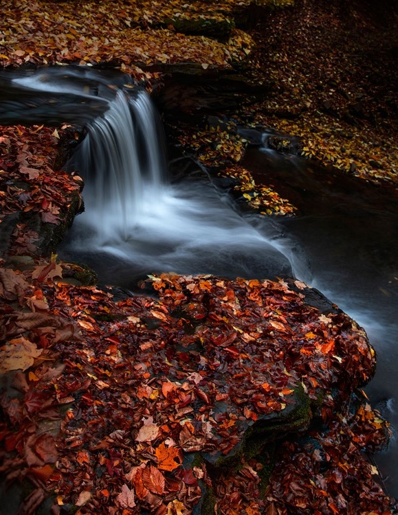 Picture of RED LEAVES