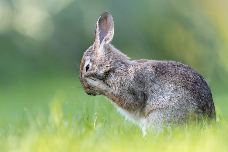 Picture of LITTLE HARE