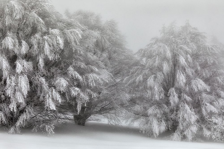 Picture of SNOW-COVERED TREES