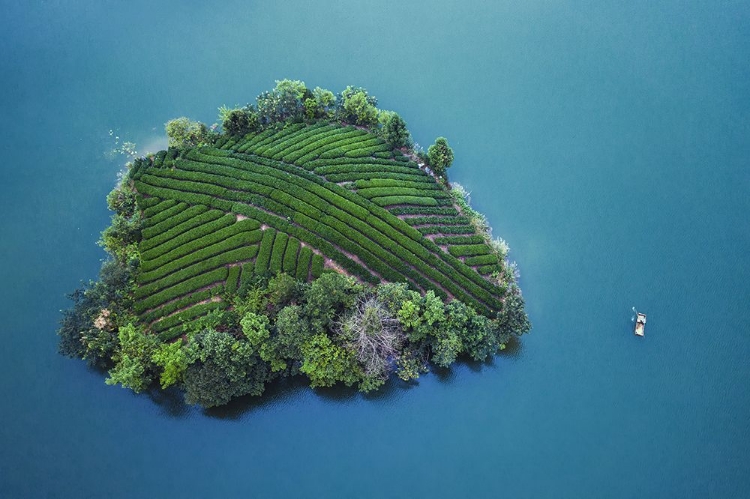 Picture of TEA GARDEN ISLAND