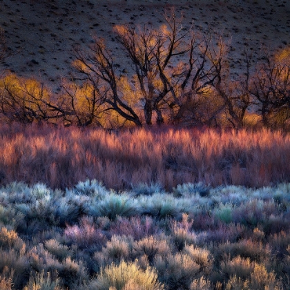 Picture of BUTTERMILK HILLS MORNING