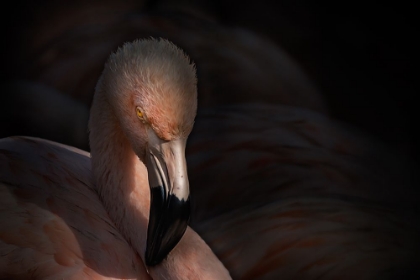 Picture of FLAMINGO