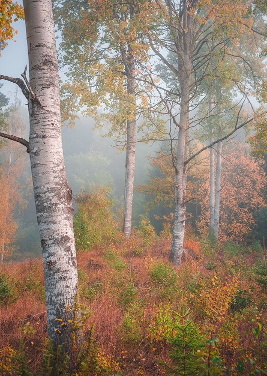 Picture of BIRCHTREES IN MORNING FOG