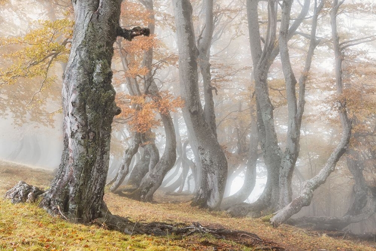 Picture of THE OLD BEECH TREE