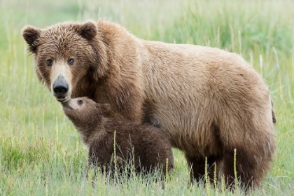 Picture of MOTHER BEAR AND CUB MOMENT