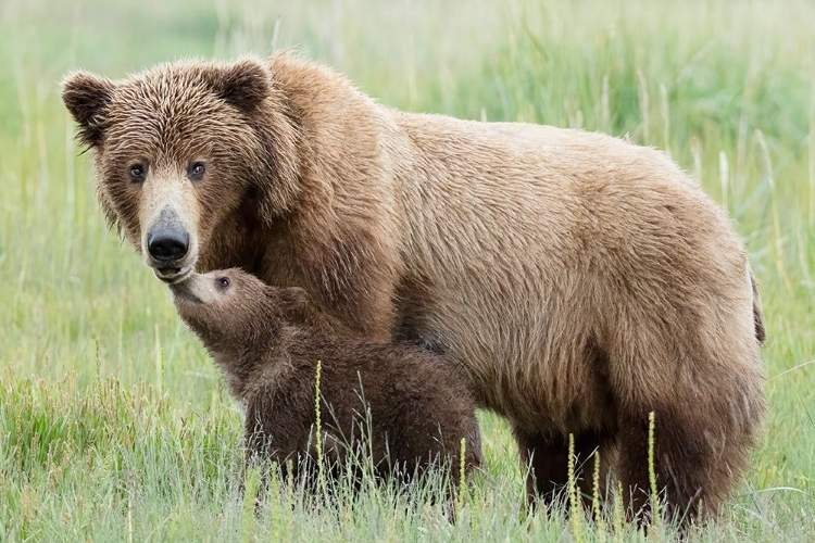 Picture of MOTHER BEAR AND CUB MOMENT