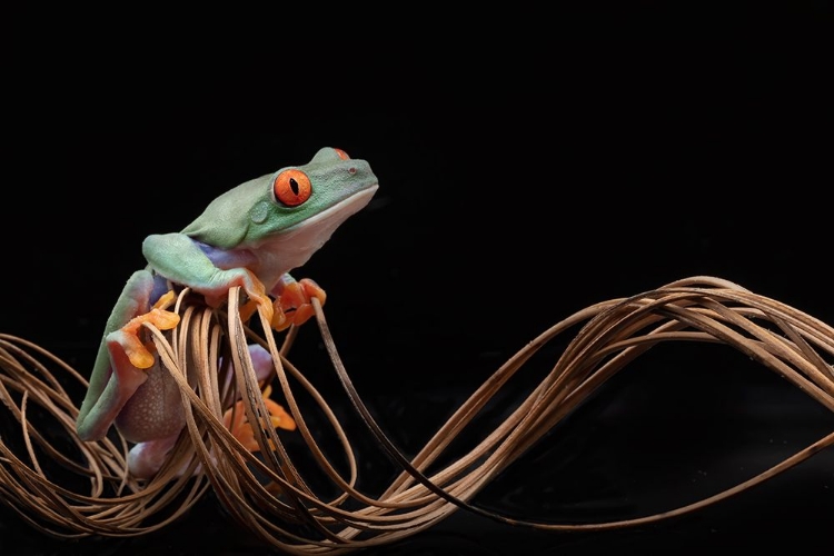 Picture of RED EYED TREE FROG