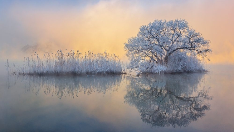 Picture of ICE TREE