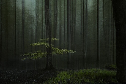 Picture of A TREE IN A FOREST