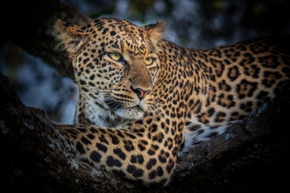 Picture of THE LEOPARD