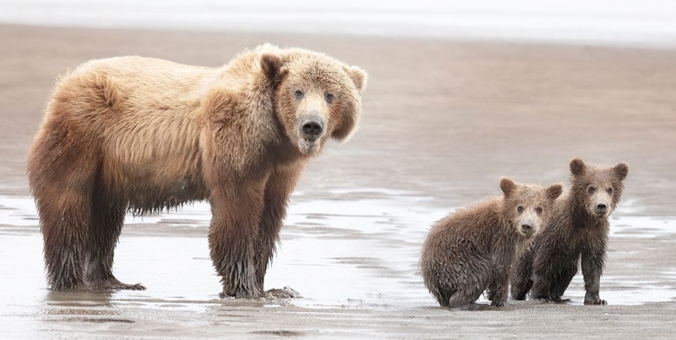 Picture of MOMMA BEAR AND CUBS