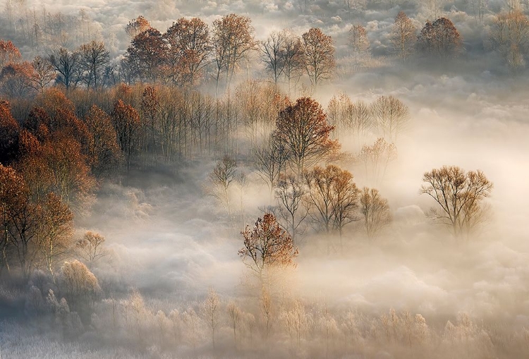 Picture of FOGGY LANDSCAPE