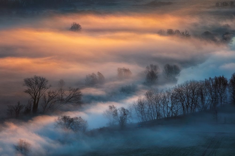 Picture of SUNRISE LIGHT IN THE FOGGY VALLEY