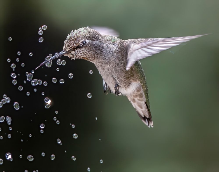 Picture of HAPPY HUMMINGBIRD