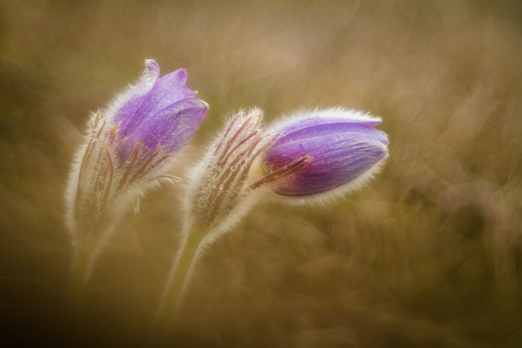 Picture of PULSATILLA PRATENSIS