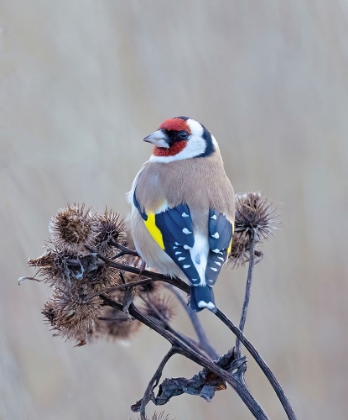 Picture of EUROPEAN GOLDFINCH