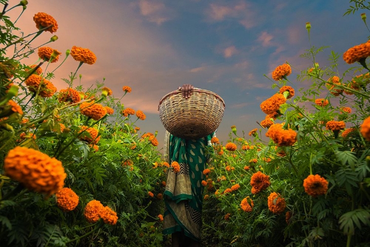 Picture of A WOMAN PICKING MARIGOLD