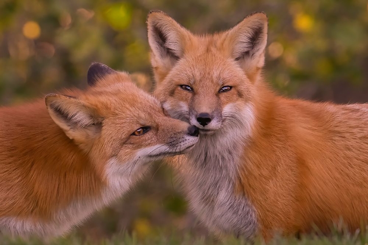 Picture of RED FOX