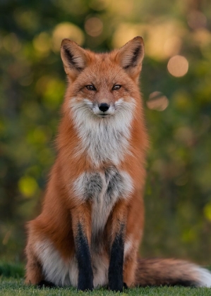 Picture of RED FOX