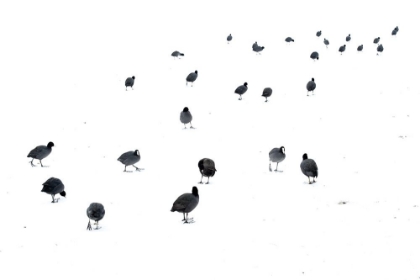 Picture of MARCH OF THE COOTS