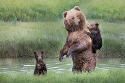 Picture of MOMMA BEAR AND HER CUBS