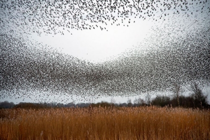 Picture of FLOCK OF STARLINGS