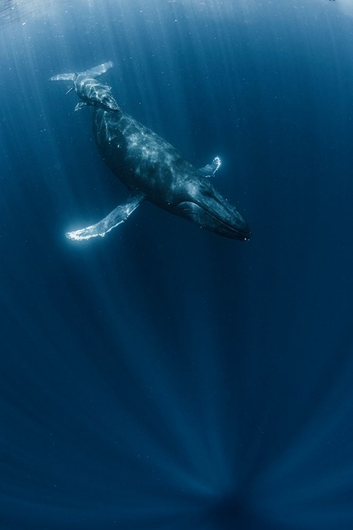 Picture of MOTHER AND CALF WHALE