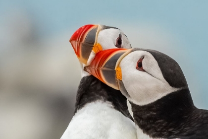 Picture of PUFFIN LOVIN