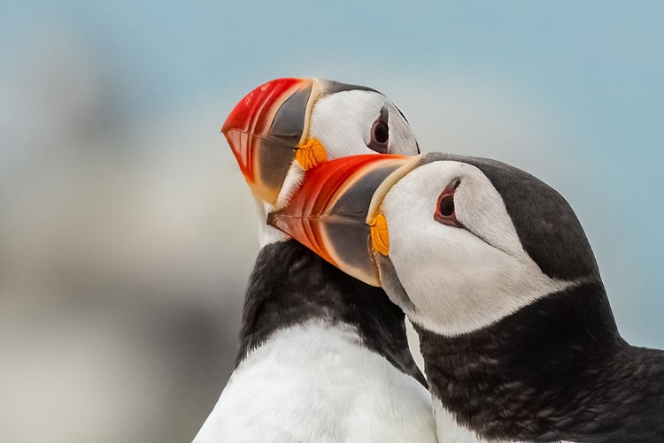 Picture of PUFFIN LOVIN