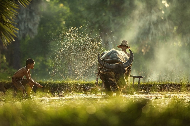 Picture of THAILAND FARMERS