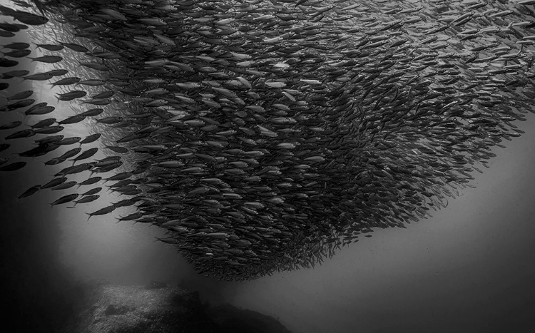 Picture of SARDINE RUN