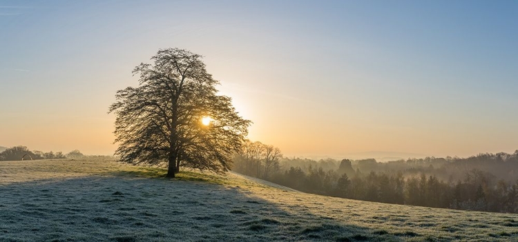 Picture of EARLY MORNING