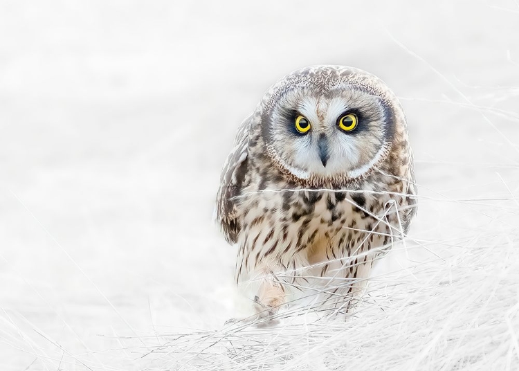 Picture of SHORT EARED OWL