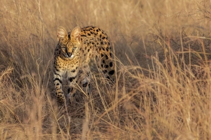 Picture of HIDING IN THE GRASS