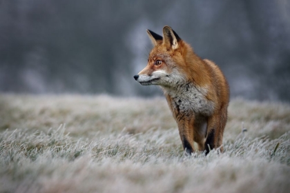 Picture of FROSTY MORNING