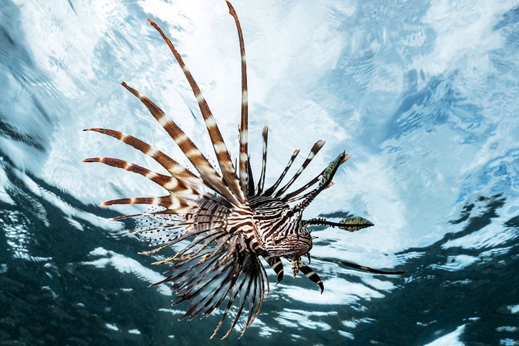 Picture of LION FISH