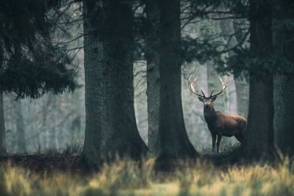 Picture of KING OF THE FOREST