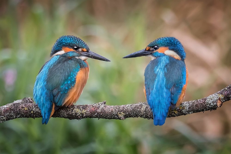 Picture of SHARING THE PERCH