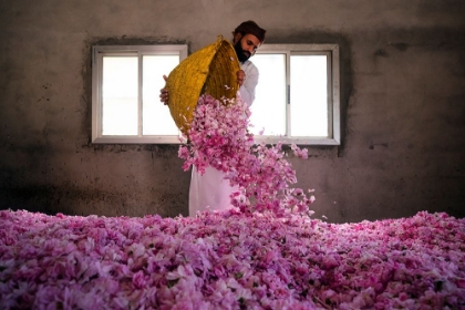 Picture of ROSE HARVEST SEASON