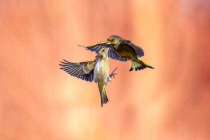 Picture of FIGHT IN THE FIRE