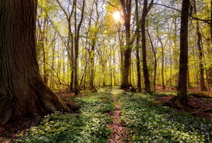 Picture of SPRING IN THE BEECH FOREST