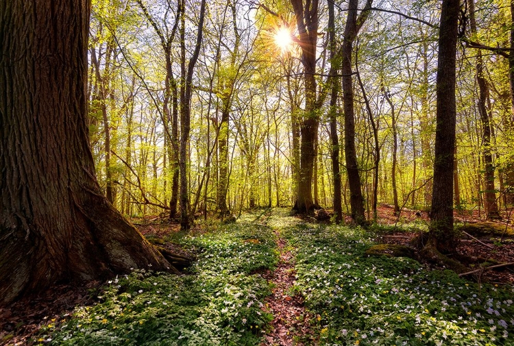 Picture of SPRING IN THE BEECH FOREST