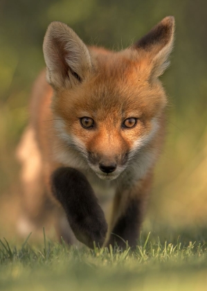 Picture of RED FOX KIT