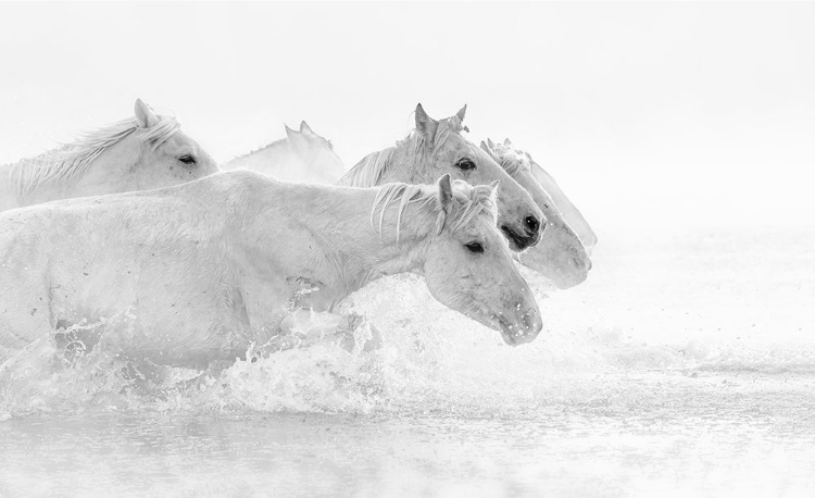 Picture of WHITE HORSES